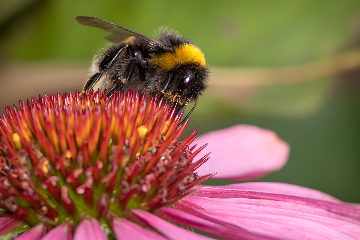 Bij op een bloem in de natuur