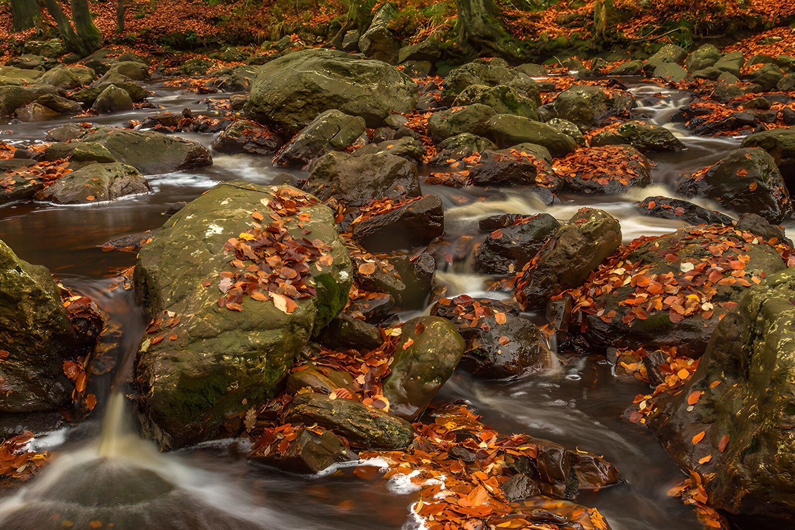 CW8539424: Cascades in de herfst