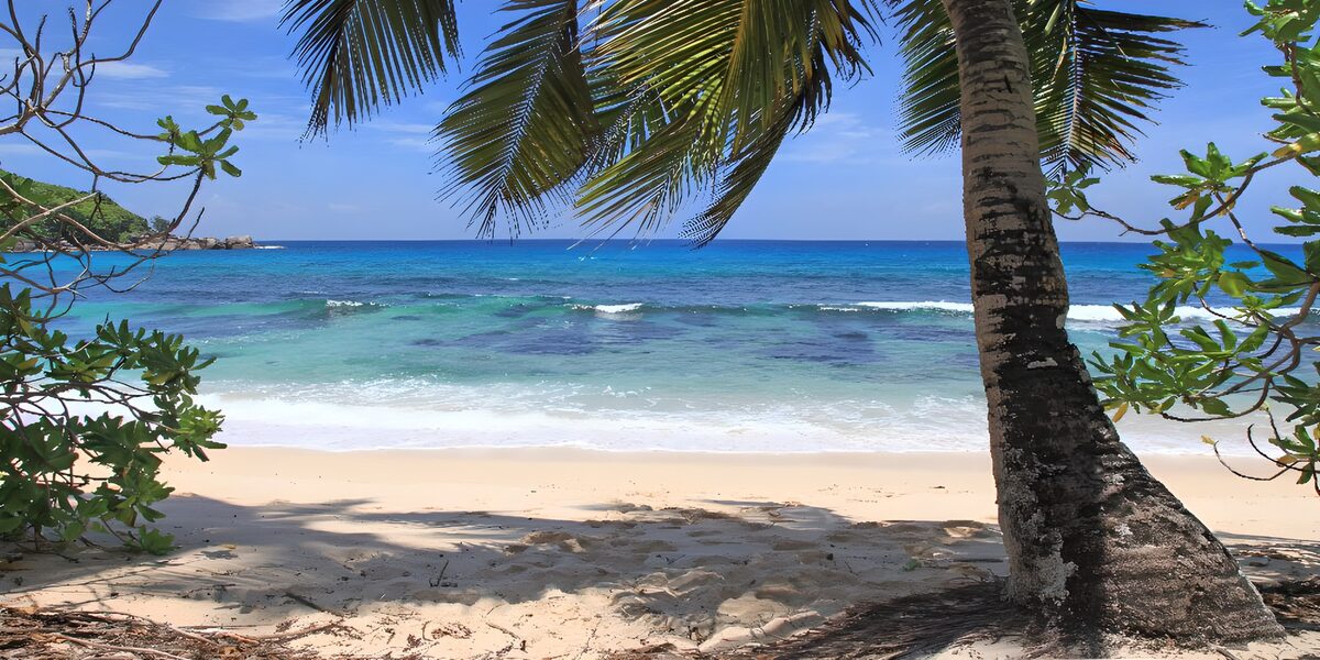 CW1622557: Tropisch strand met palmbomen