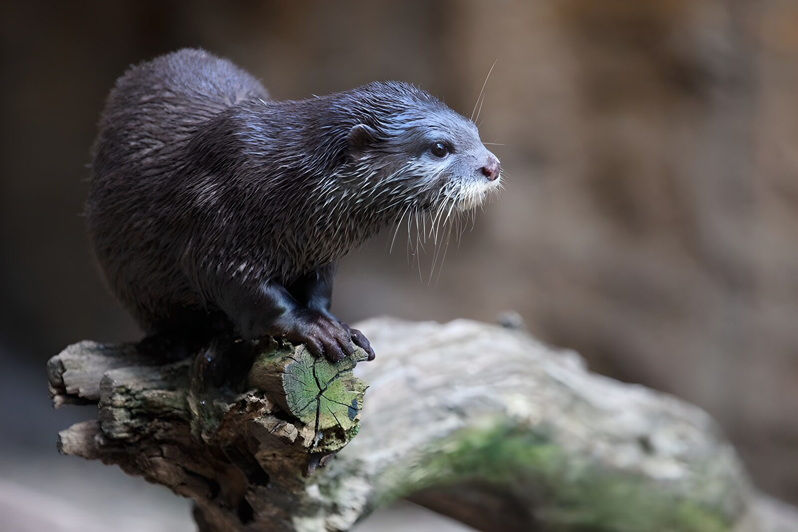 CW4747985: Schattige otter op een tak