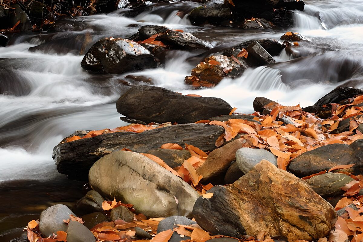 CW7826014: Stromend water tussen herfstbladeren