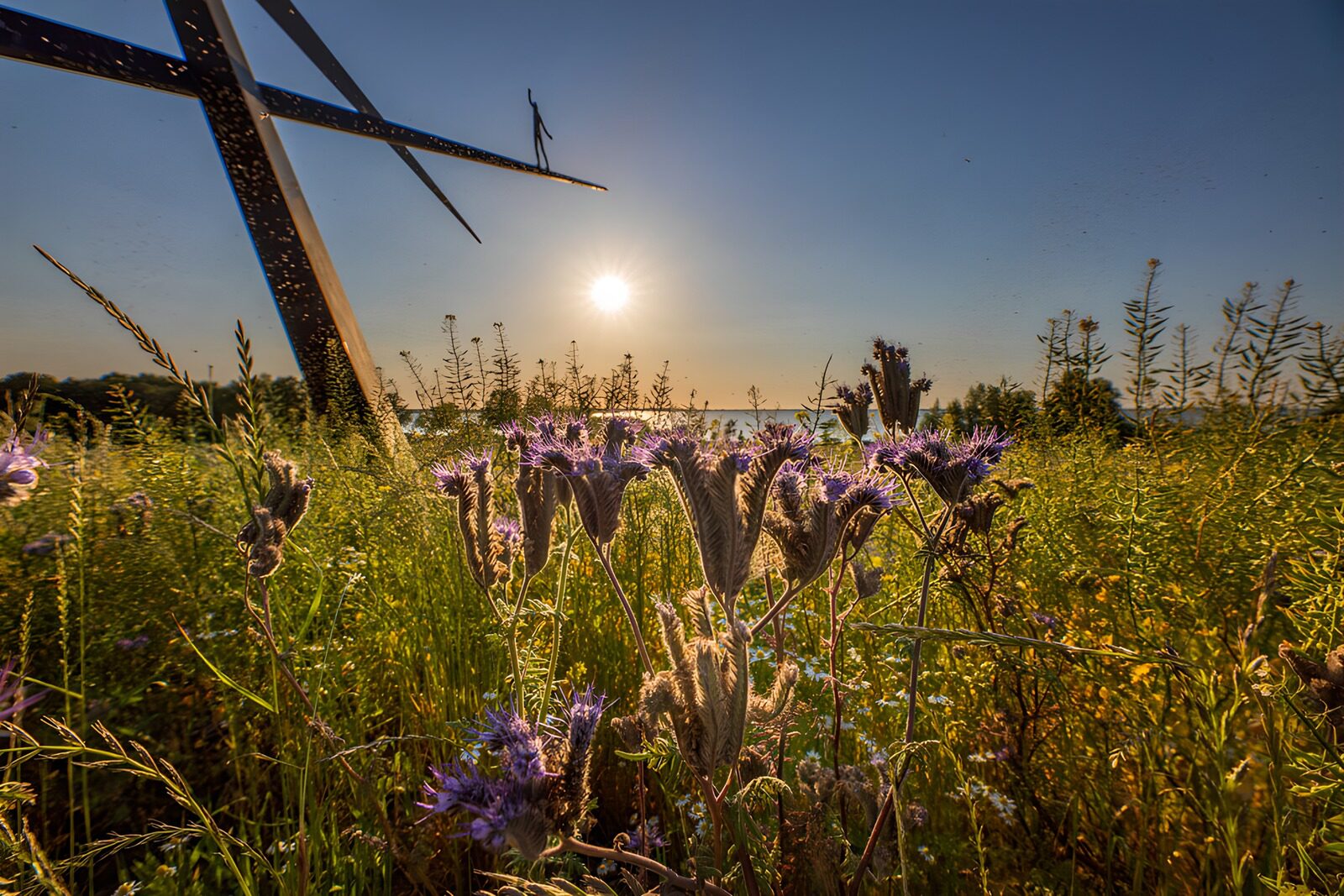 CW8462009: Zonsondergang boven bloemenweide