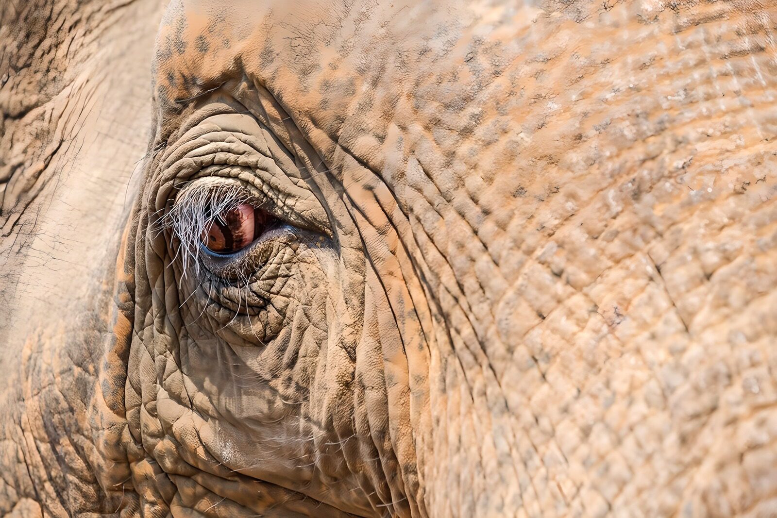 CW2280734: Oog van een majestueuze olifant