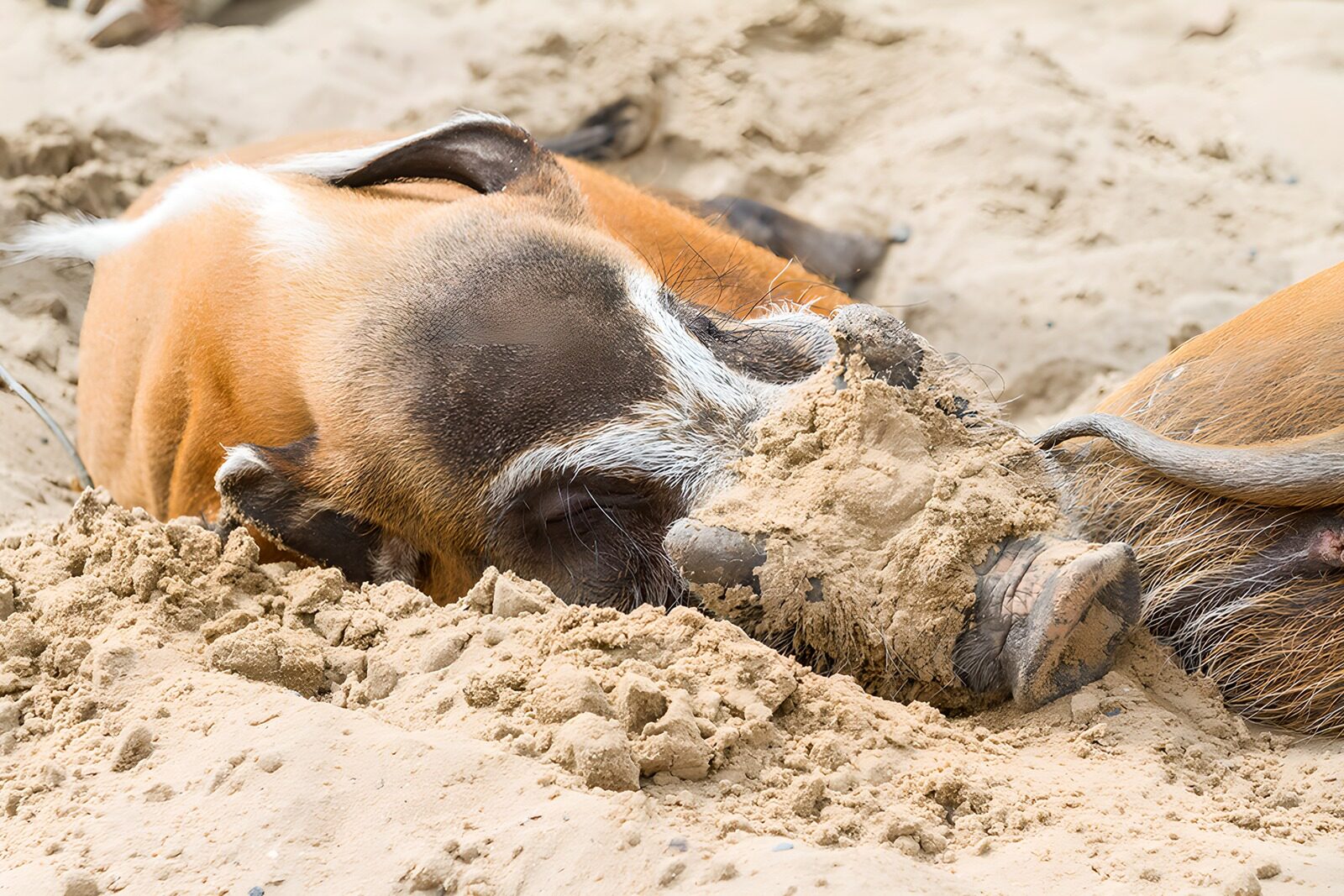 CW1942386: Varkens die zich in het zand verstoppen