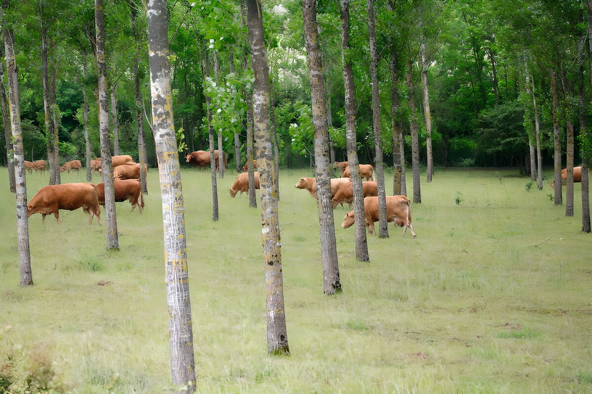 Vredig grazende koeien tussen de bomen