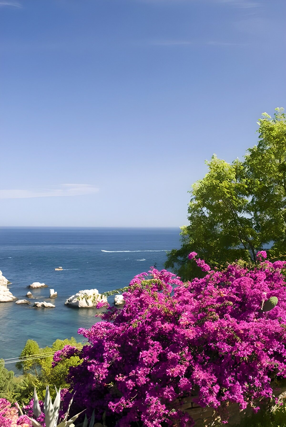 Bloeiende Bougainvillea bij de Zee