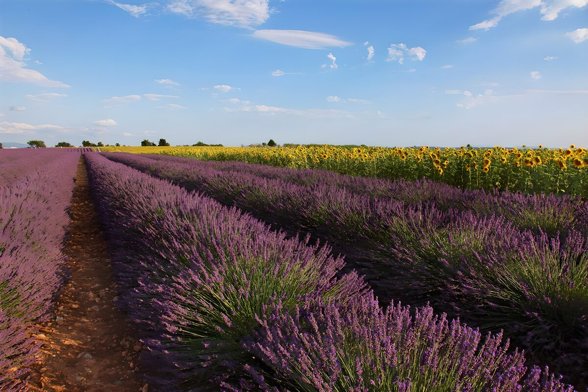 Prachtige lavendel- en zonnebloemvelden
