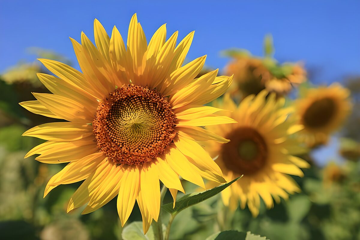 Stralende Zonnebloem in de Natuur