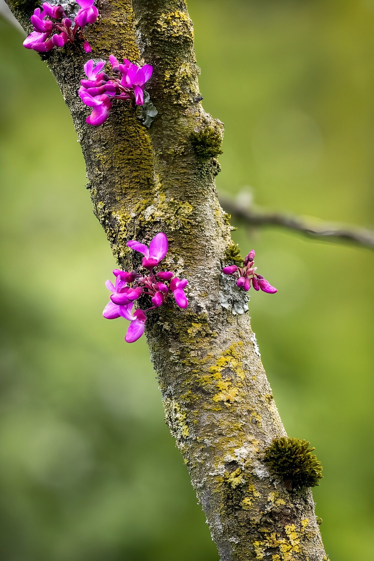 Prachtige paarse bloemen op boomtak