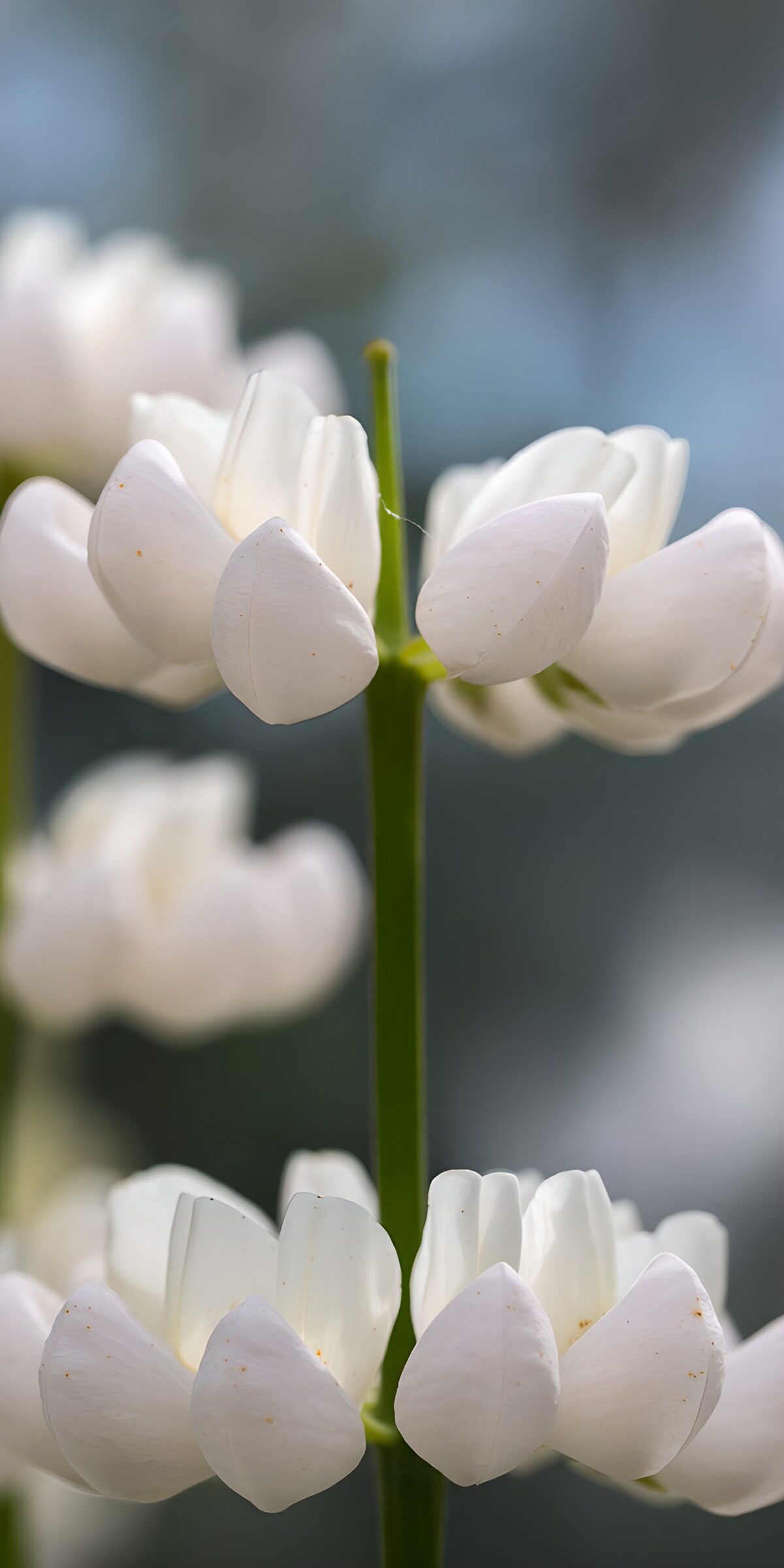 CW2461787: Delicate Witte Bloemen in Close-up