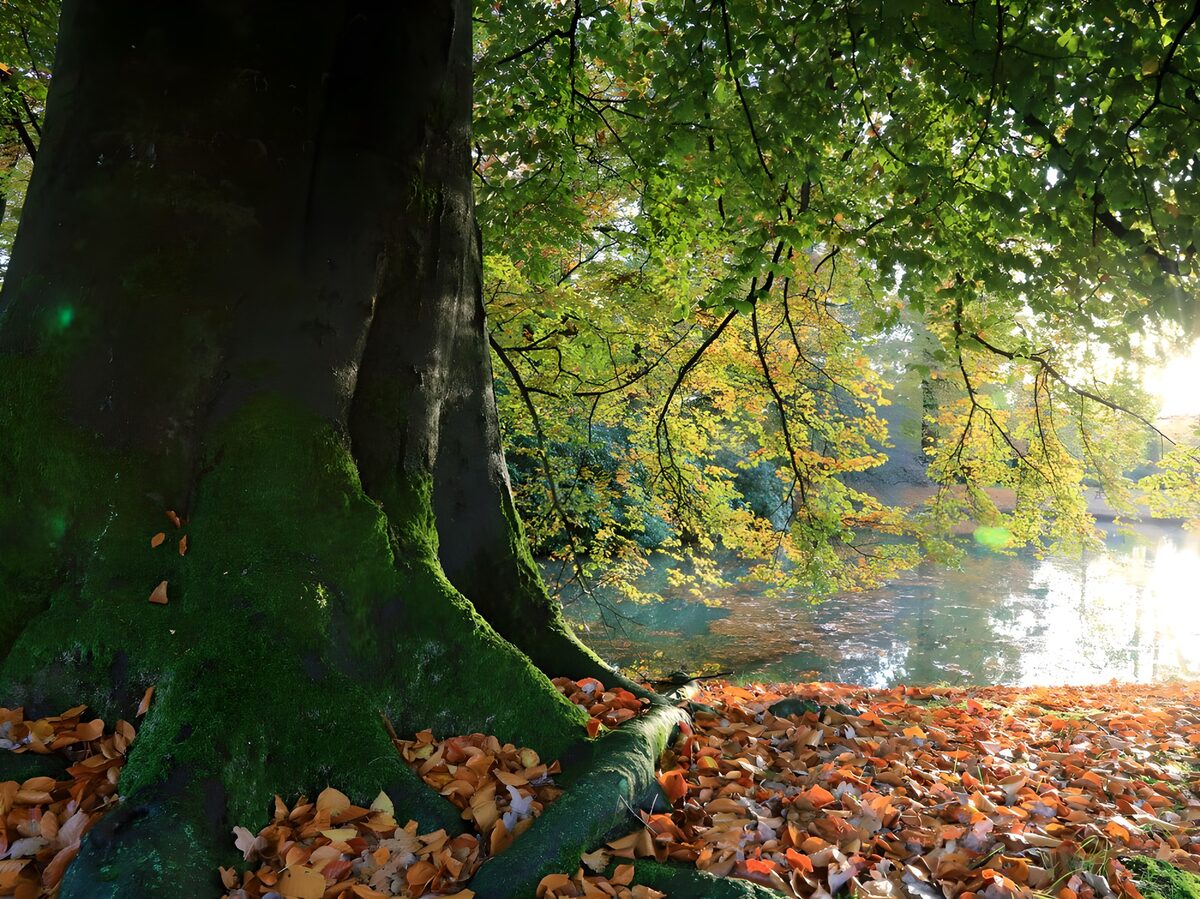 Herfstkleuren bij de vijver