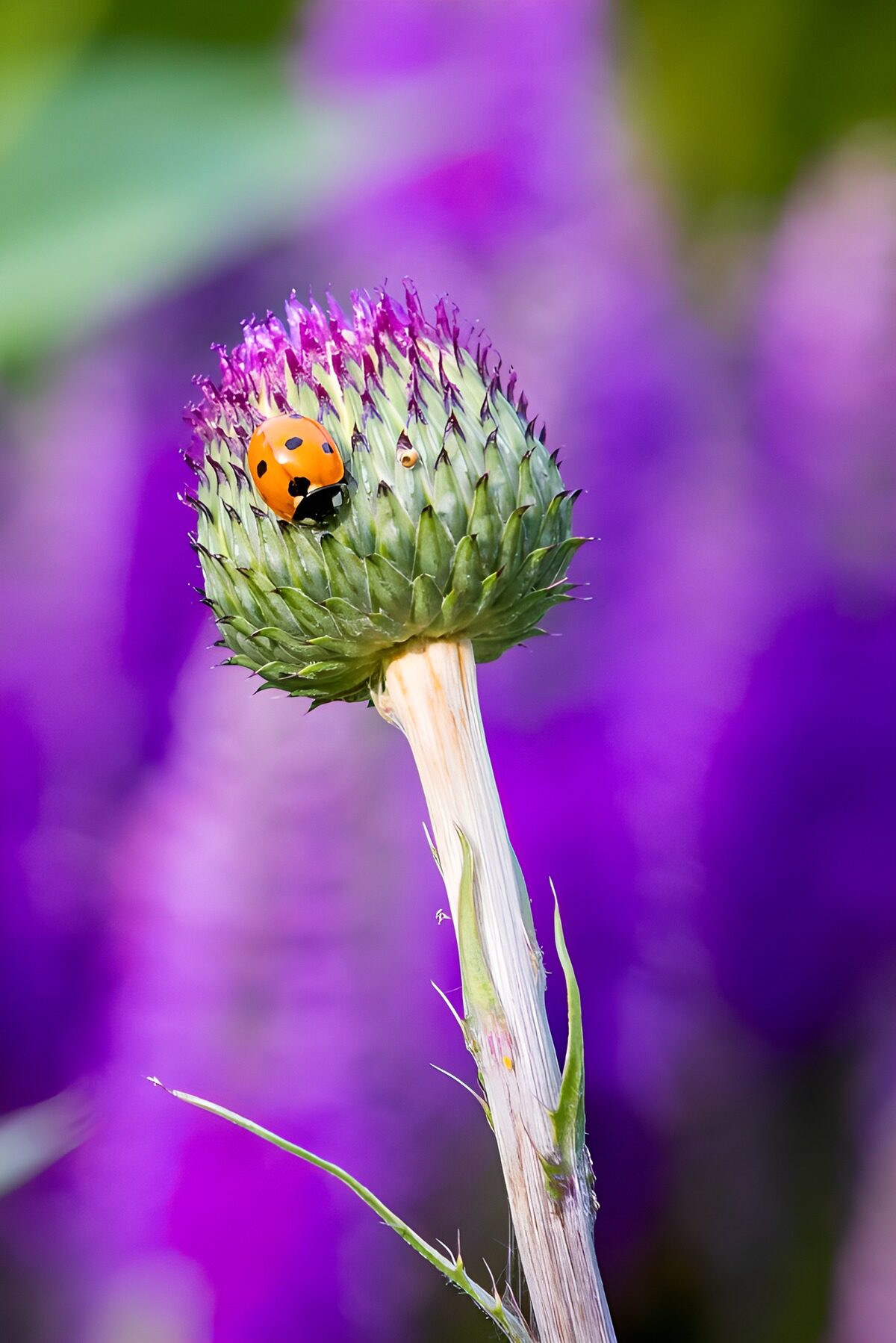 Lieveheersbeestje op distelknop