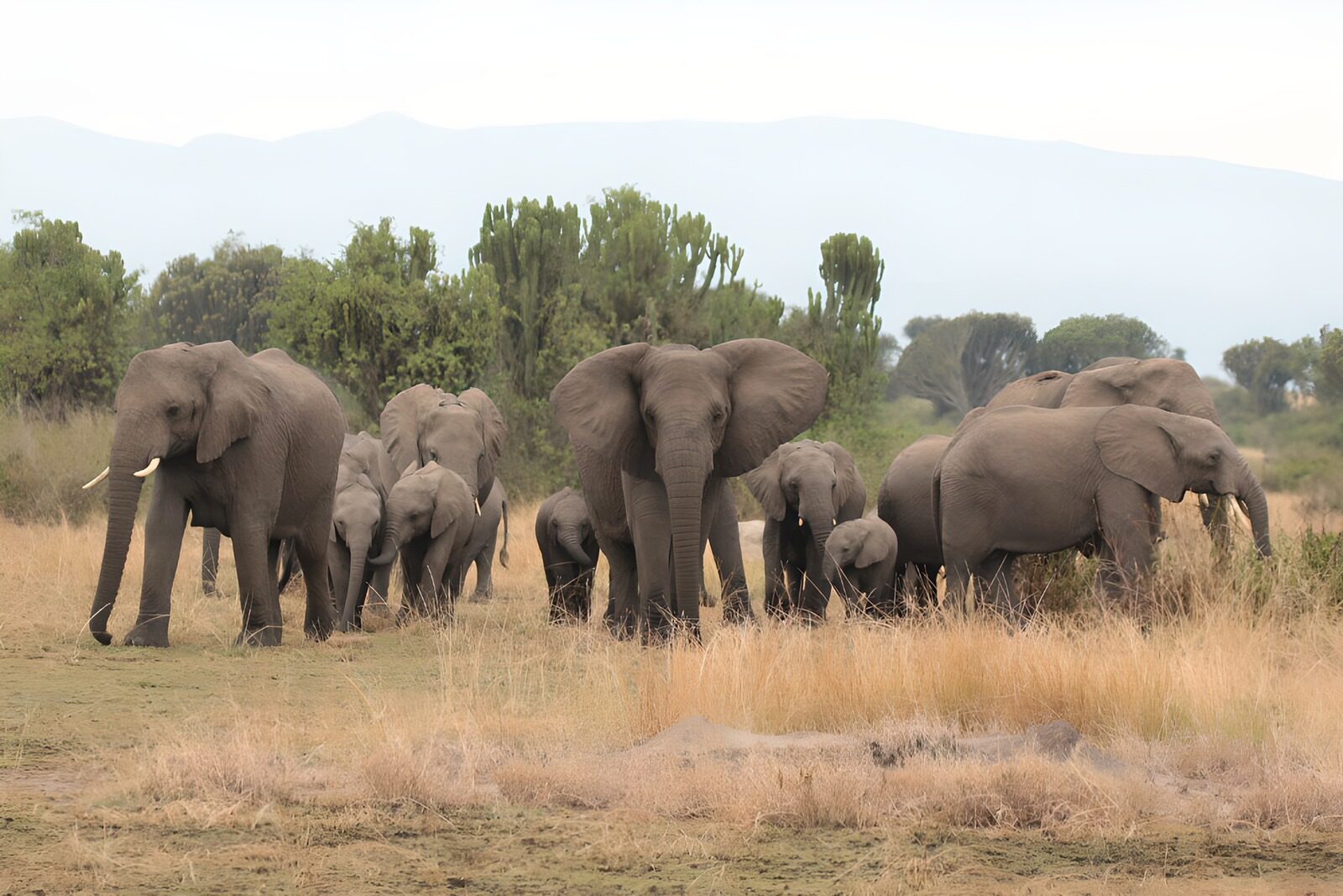 CW2571597: Groep Olifanten in het Wild