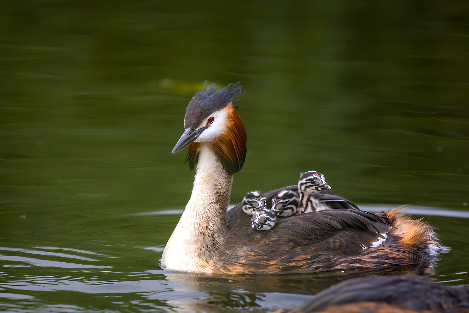 CW4656306: Fuut met jonge kuikens op het water