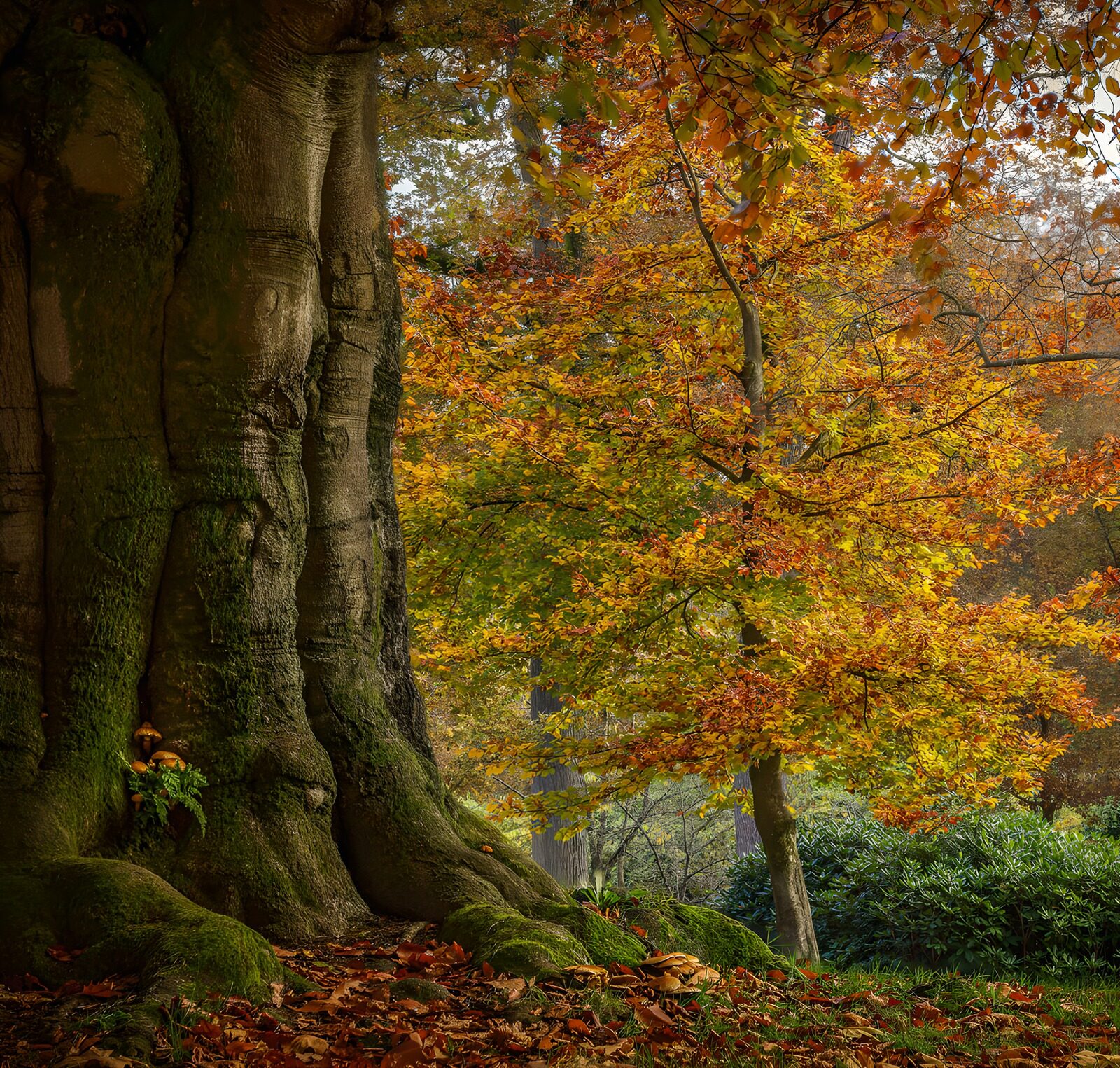 CW5316013: Kleurrijke Herfst onder de Oude Boom
