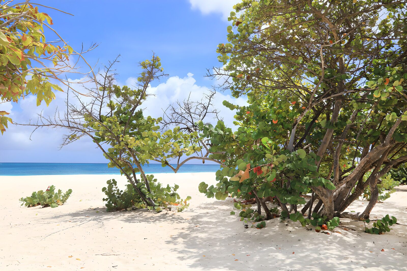 CW4490452: Tropisch Strand met Groene Bomen