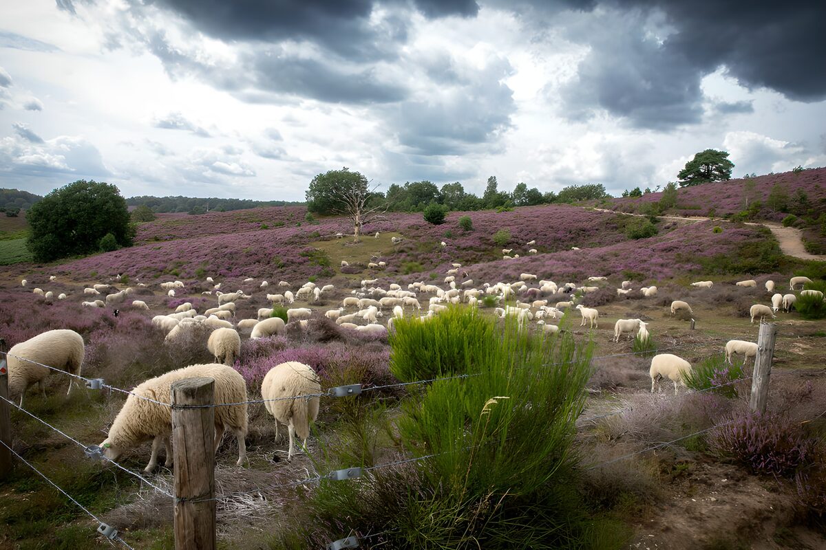 CW8479698: Schaapskudde op paarse heide