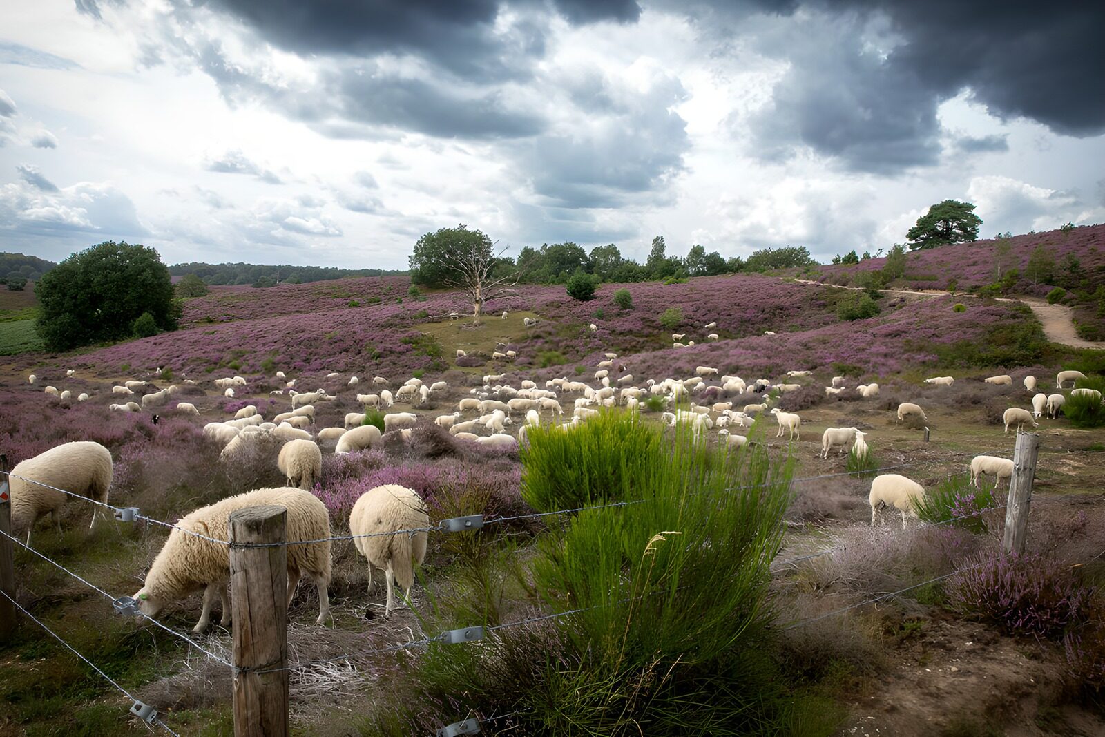 CW8479698: Schaapskudde op paarse heide