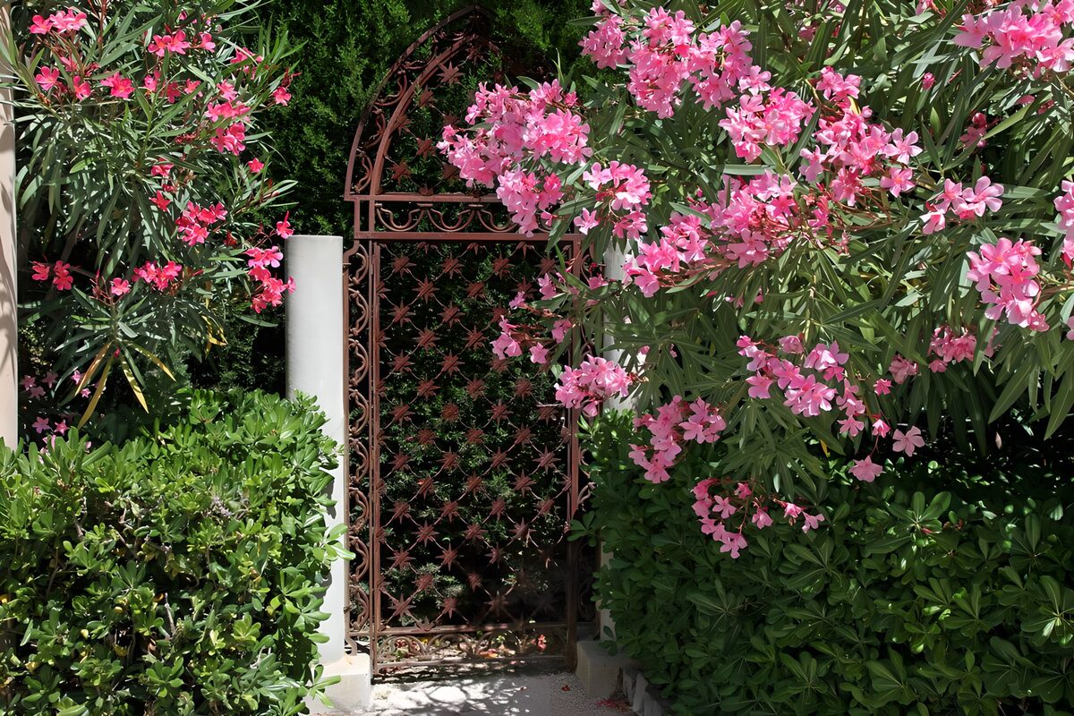 CW6764651: Bloeiende toegangspoort in de tuin