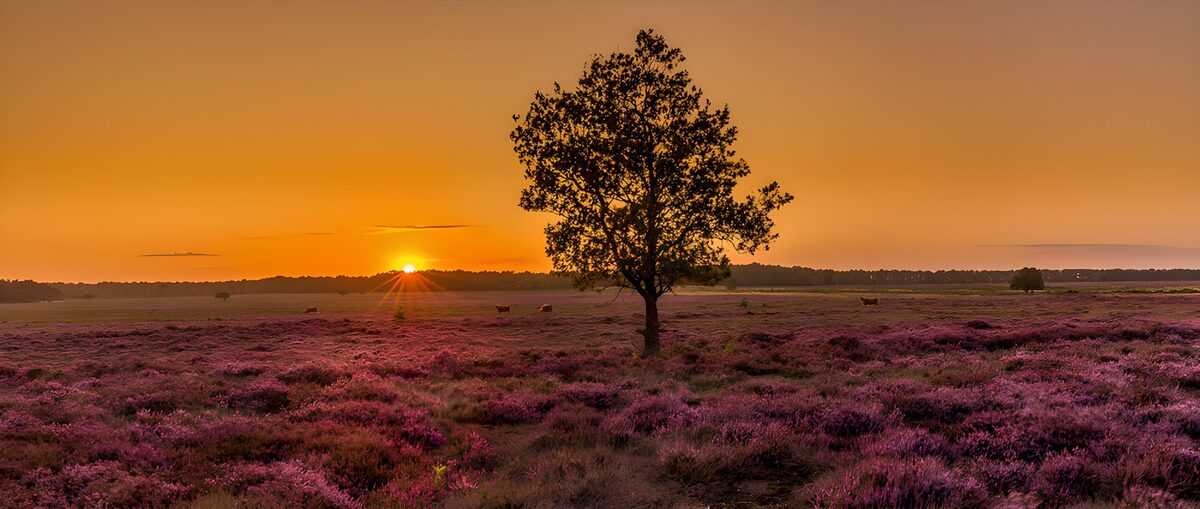 Prachtige zonsondergang boven de heide