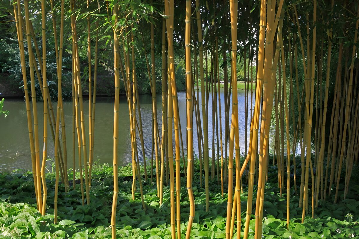 Gele bamboe bij rustig water