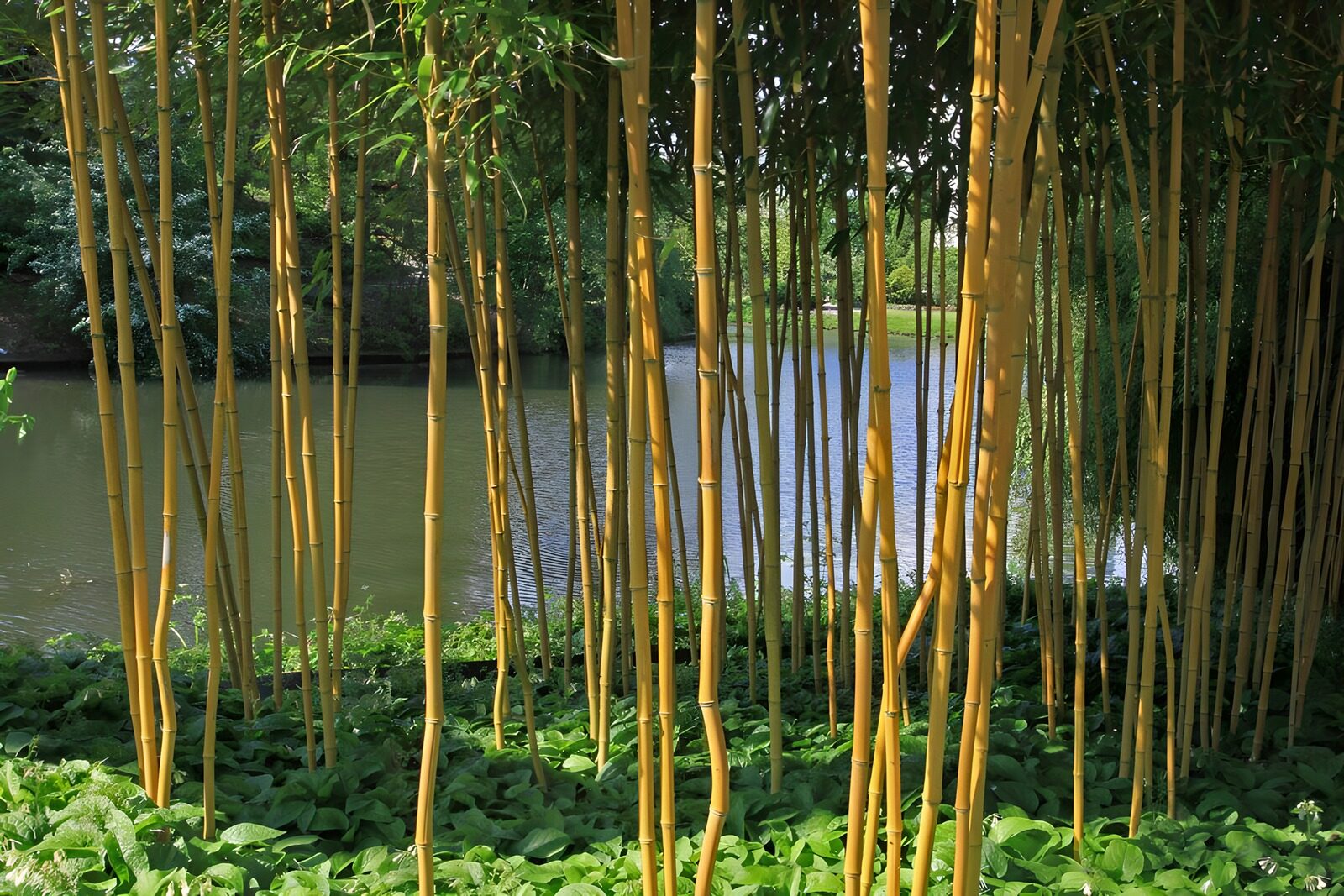 CW8829464: Gele bamboe bij rustig water