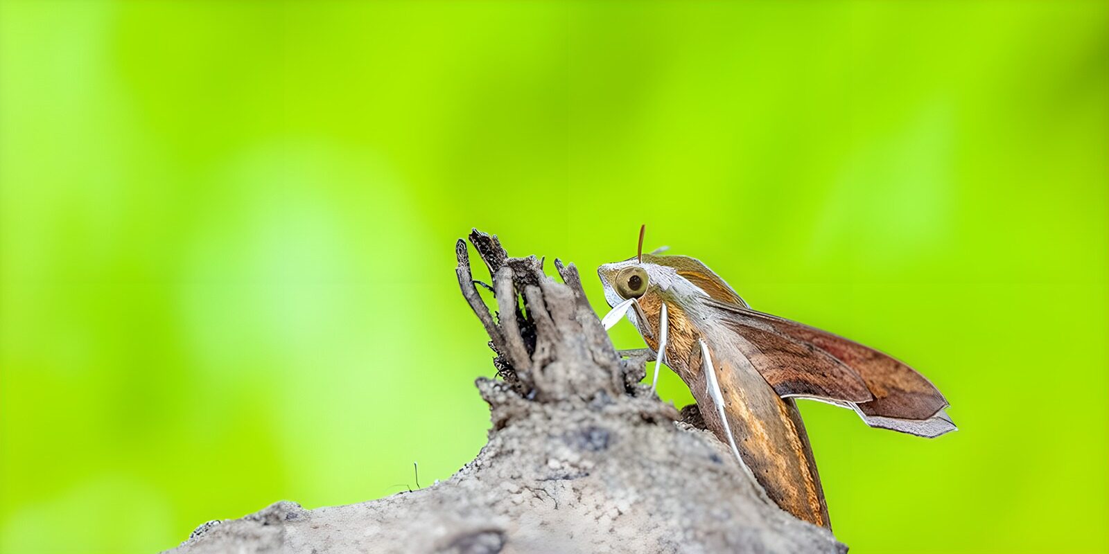 CW2864844: Mooi insect op een tak