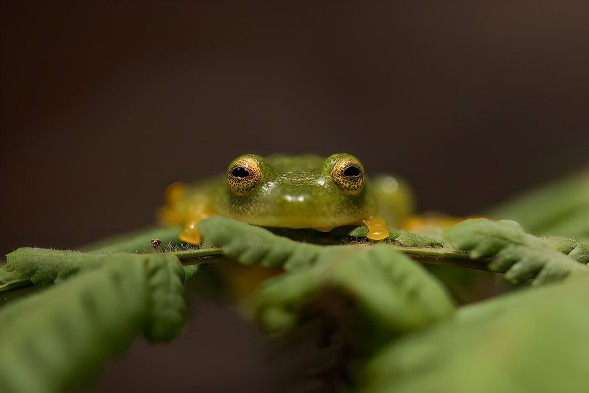 Groene kikker op een varenblad