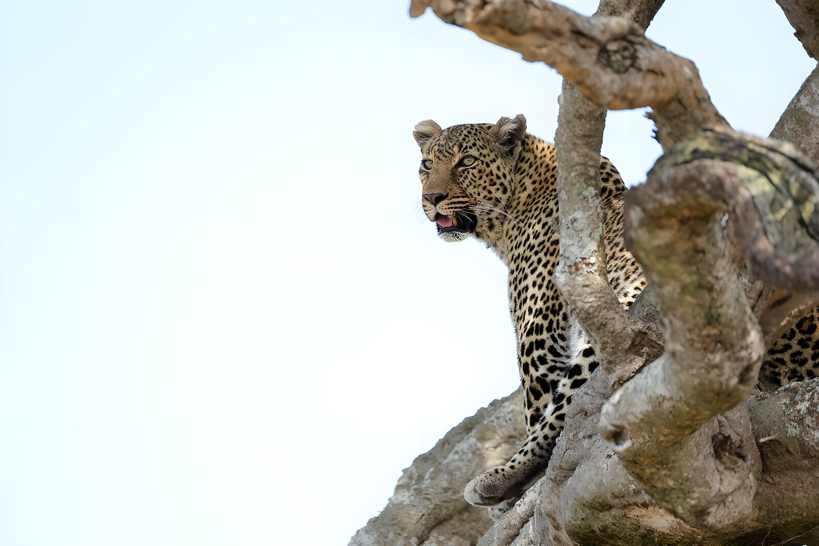 CW6975880: Leopards in de boom