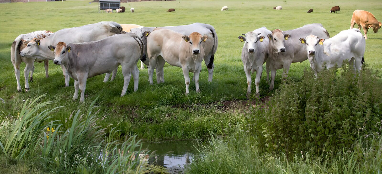 CW1169373: Groep Koeien in het Groene Weidegebied