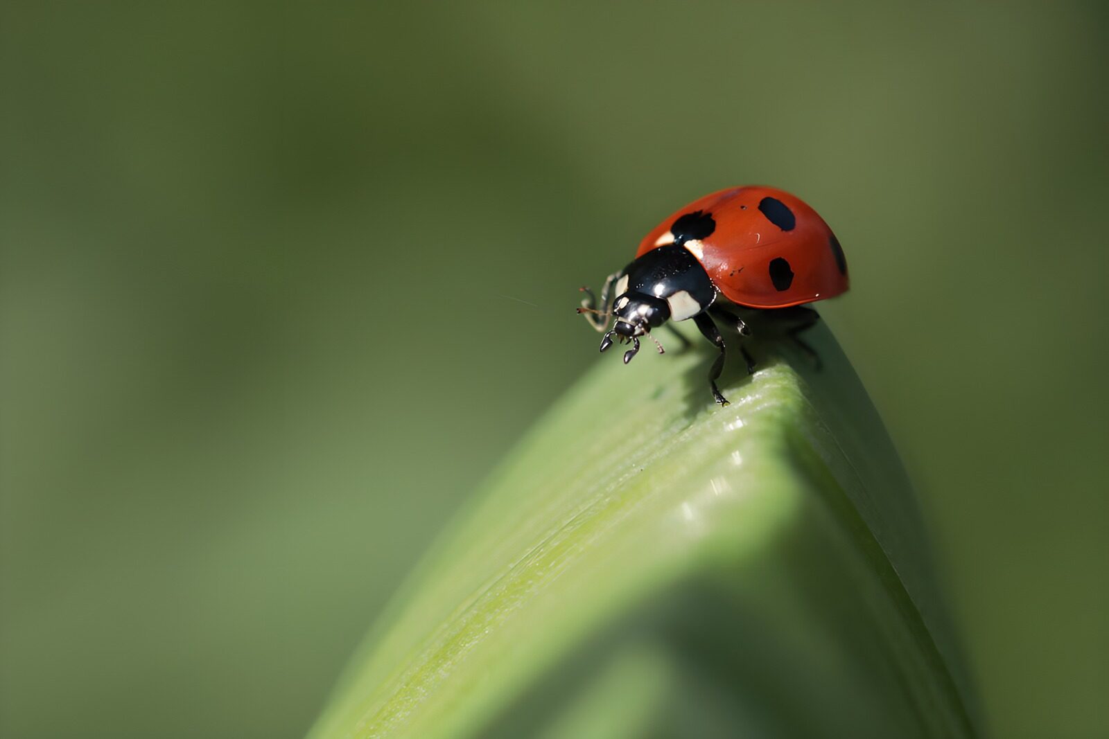 CW2905630: Lieveheersbeestje op een blad