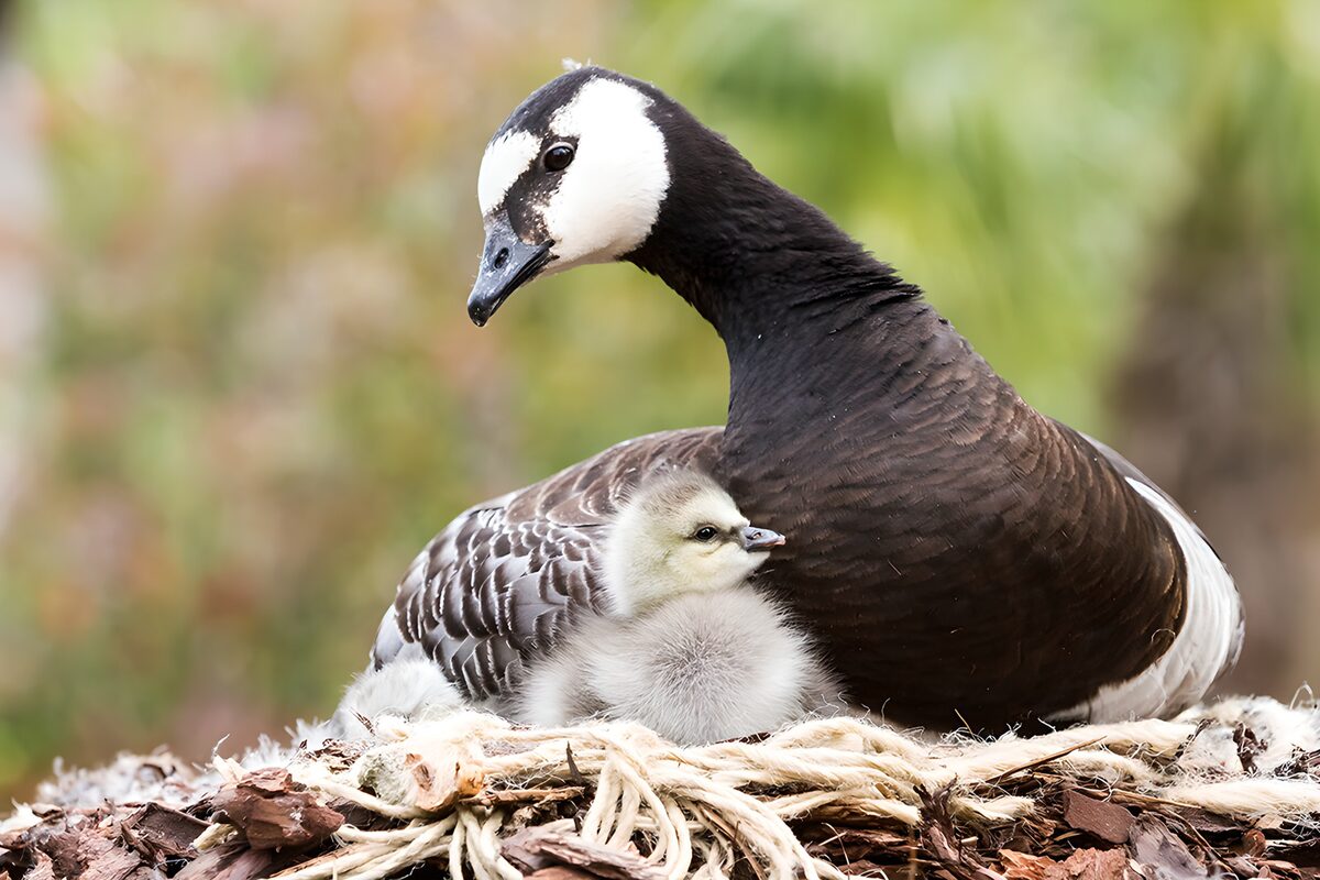 Moeder en jonge gans op het nest