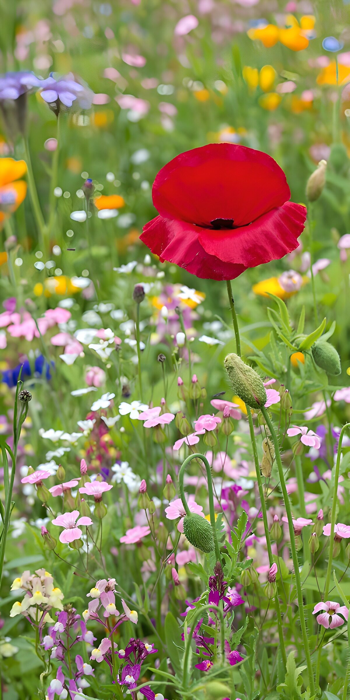 CW1766124: Prachtige bloementuin met klaprozen