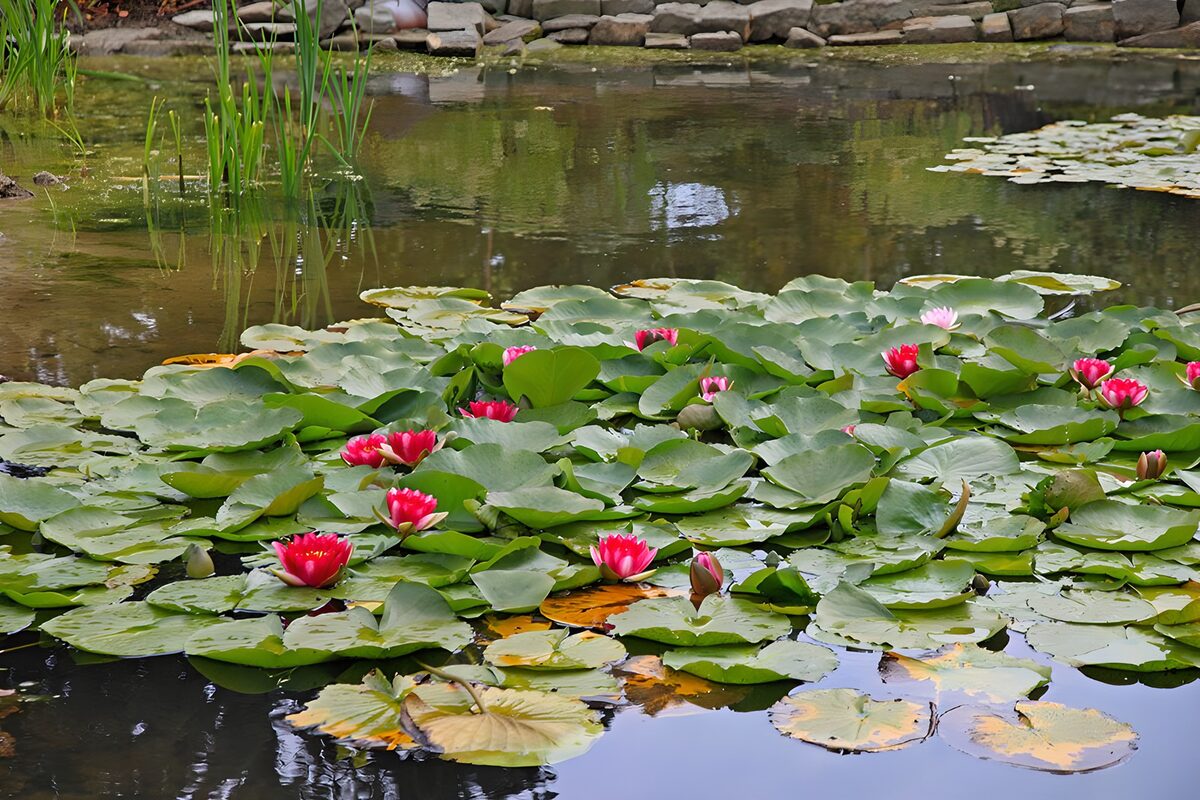 Prachtige waterlelies in de vijver