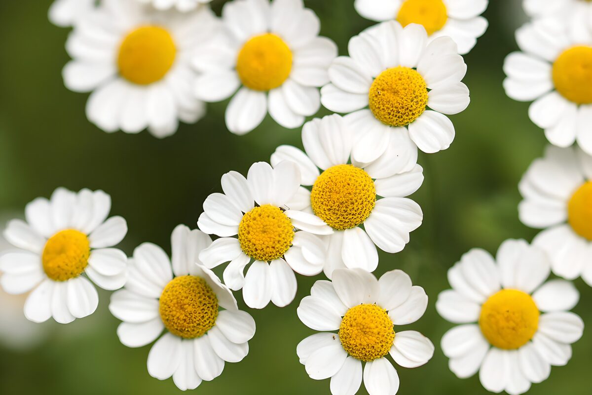 Witte bloemetjes met gele hartjes
