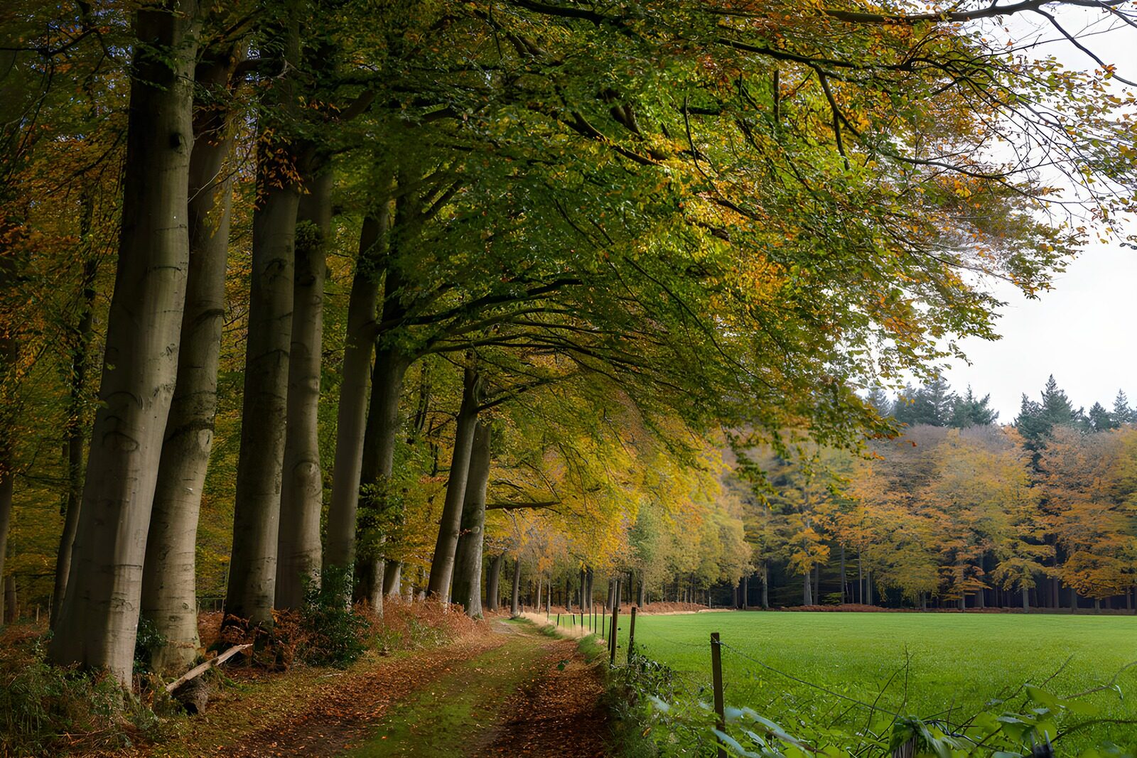 CW7185531: Herfstwandeling door het bos