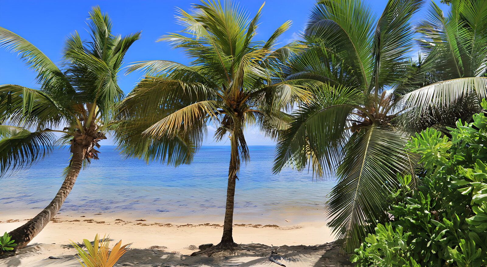 CW2247165: Tropisch Strand met Palmbomen