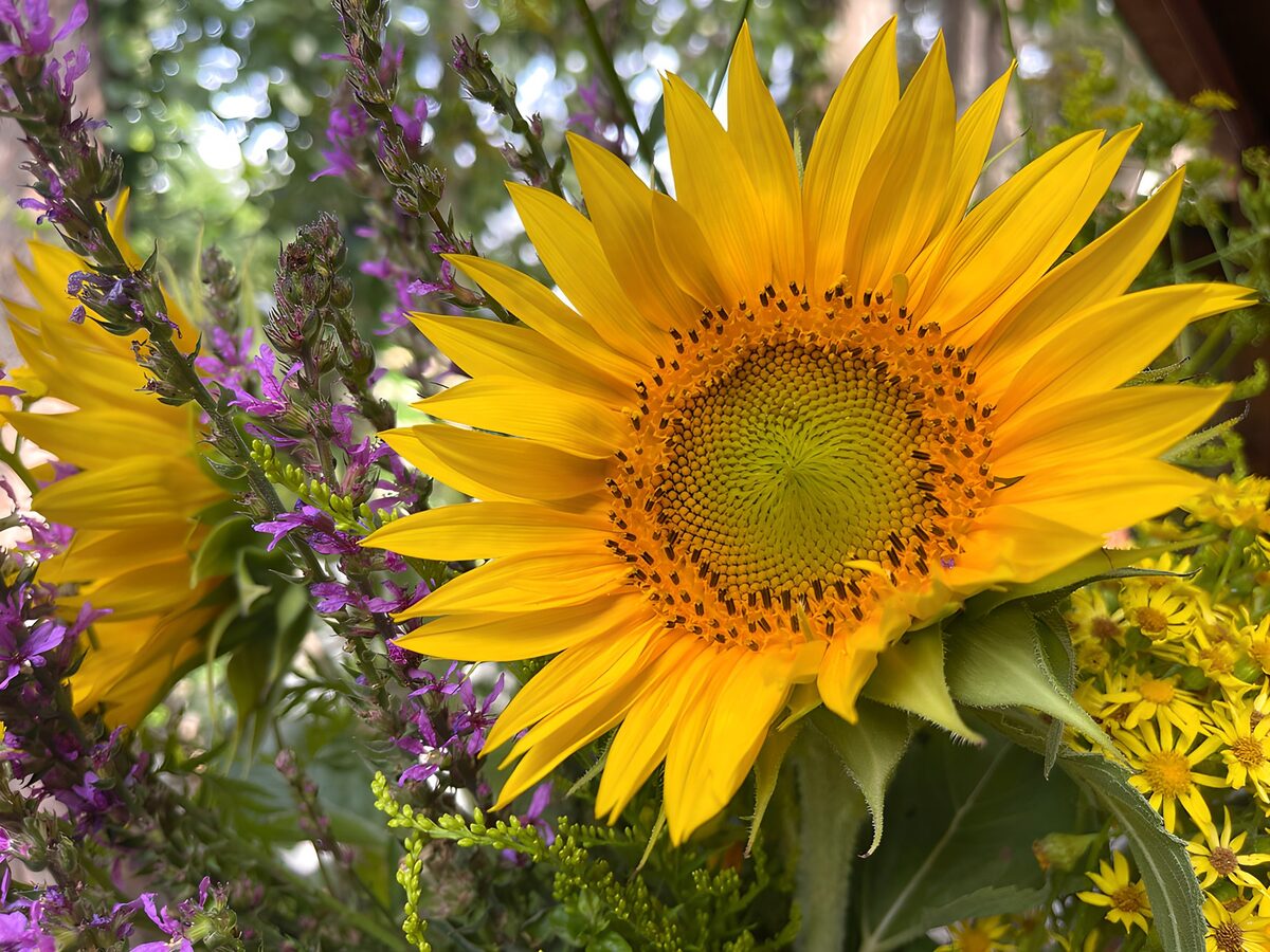 Gele zonnebloem in bloemensamenstelling