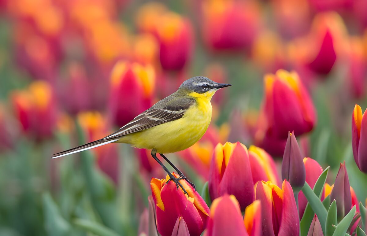 Gele kwikstaart tussen tulpen