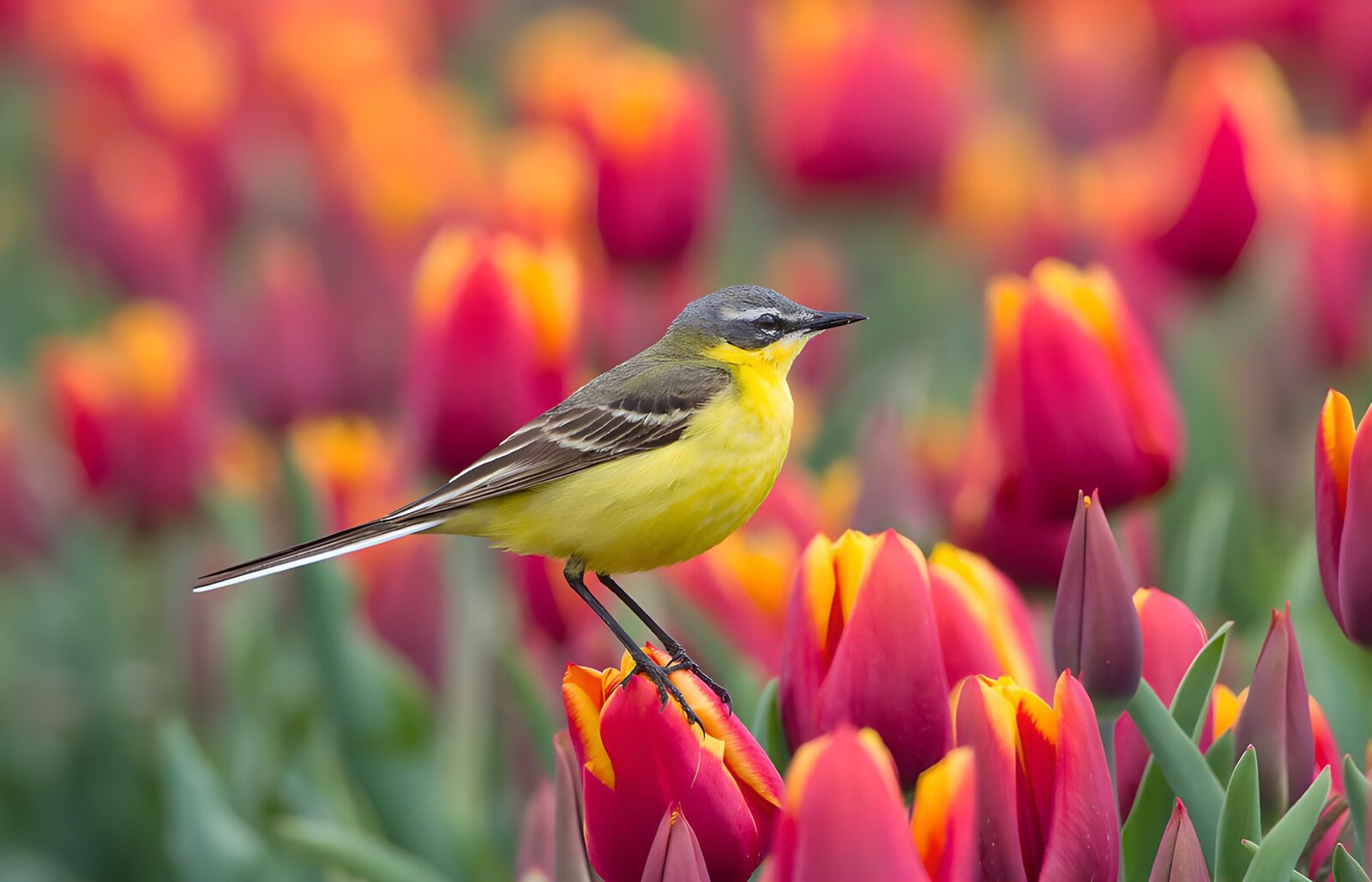 CW9605700: Gele kwikstaart tussen tulpen