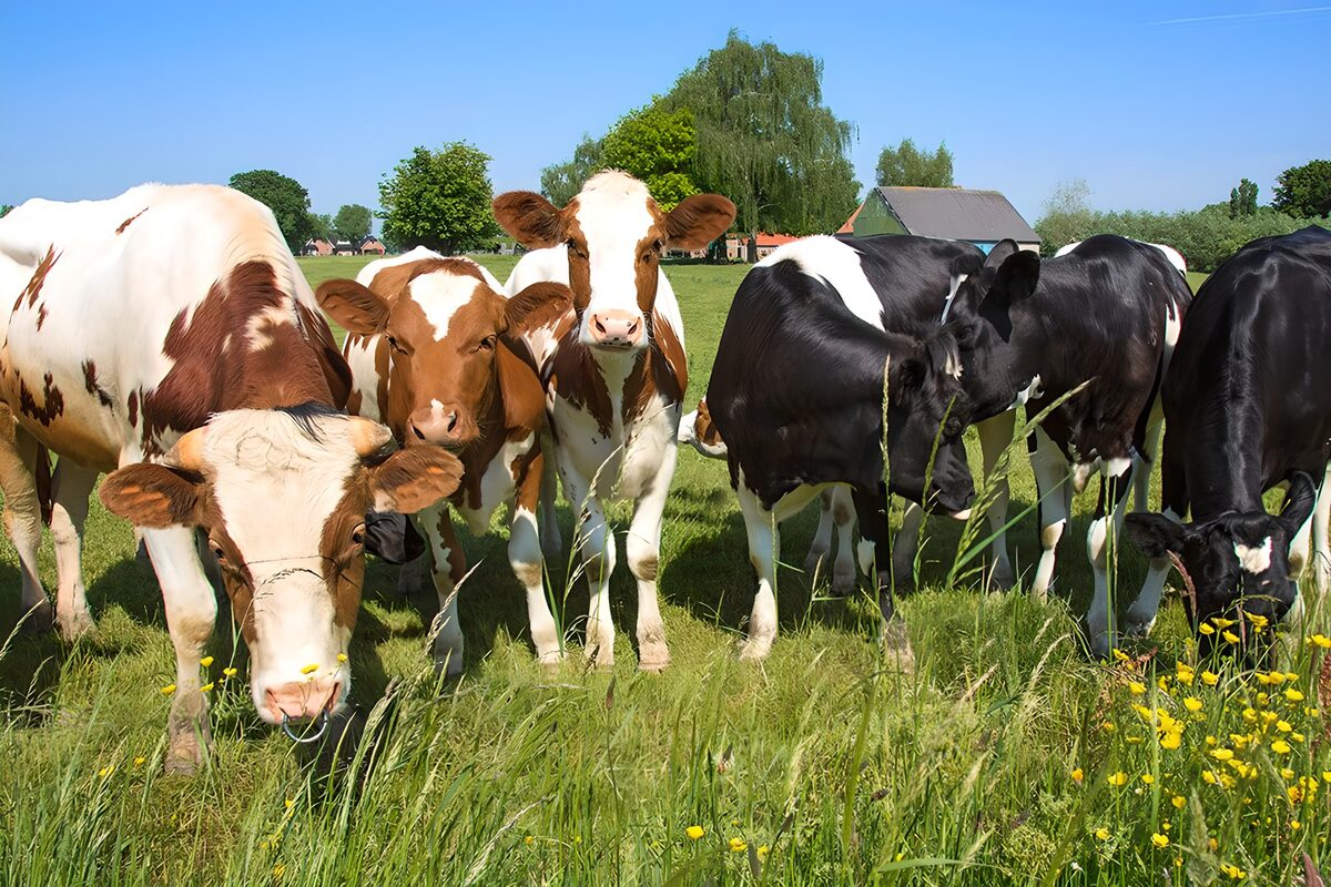 Groene Weide met Vrolijke Koeien