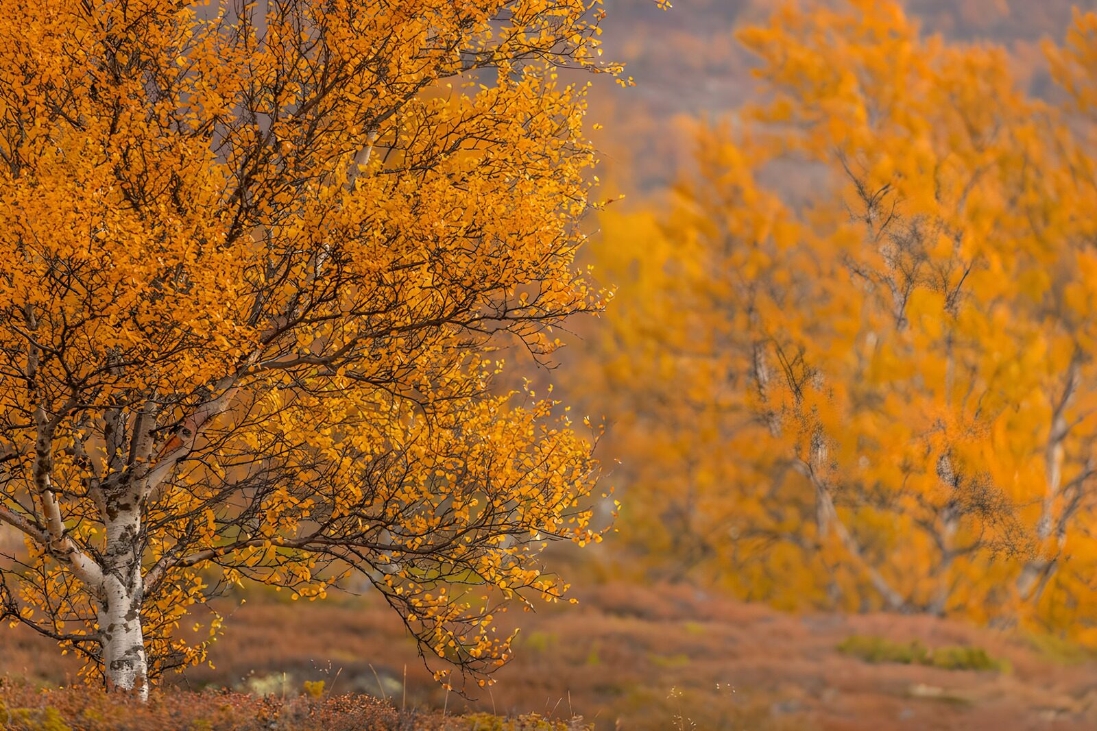 CW2690576: Herfstkleuren in het bos