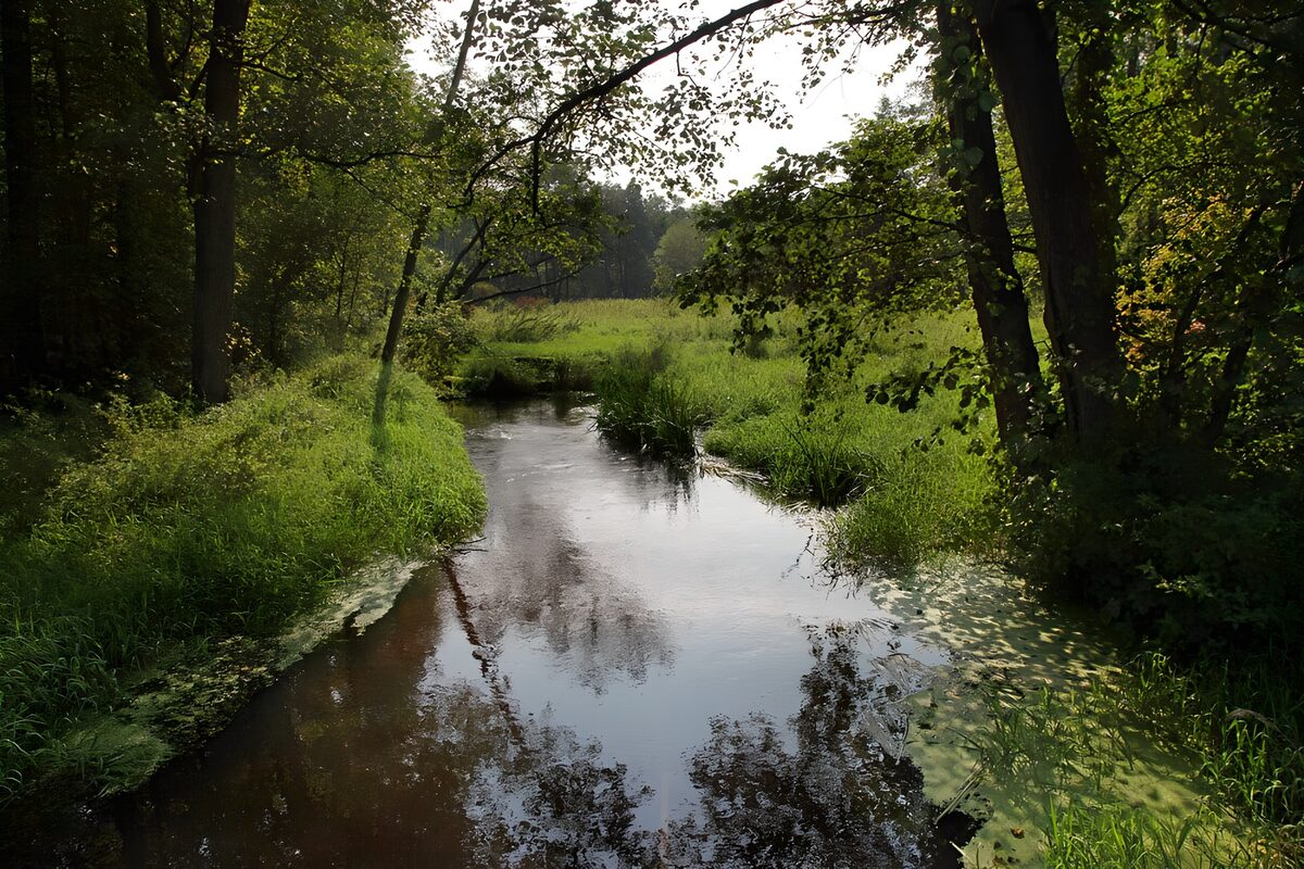 CW3310395: Rustige beek omringd door groen
