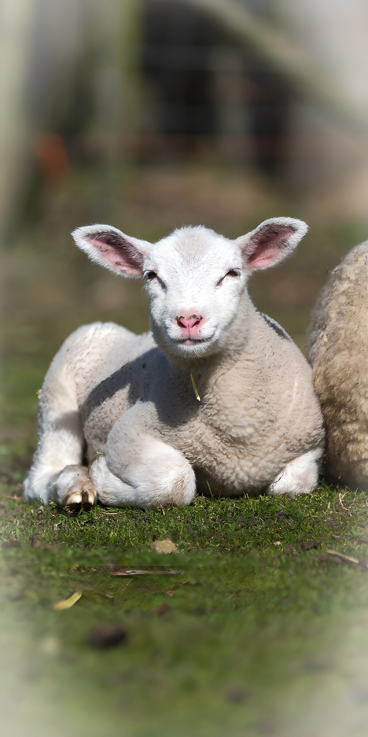 CW2215180: Schattig lammetje rustend in de zon