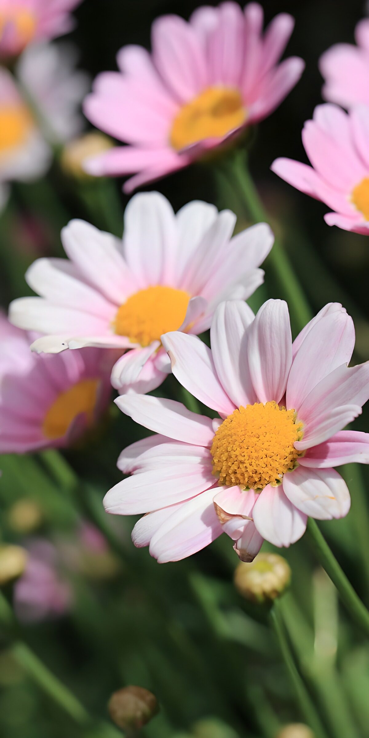 CW7423479: Prachtige roze madeliefjes in bloei