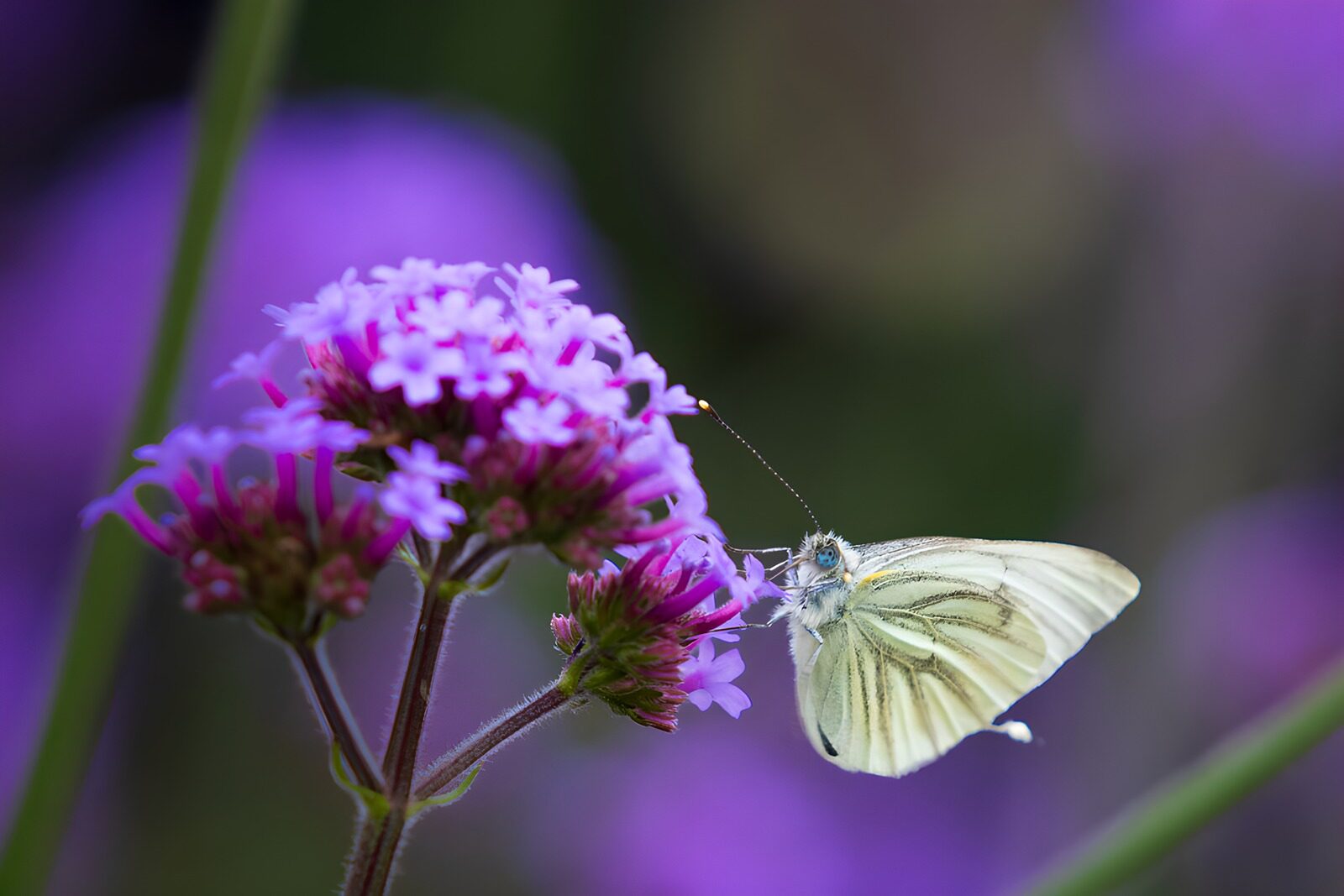 CW1945344: Wit vlindertje op paarse bloemen