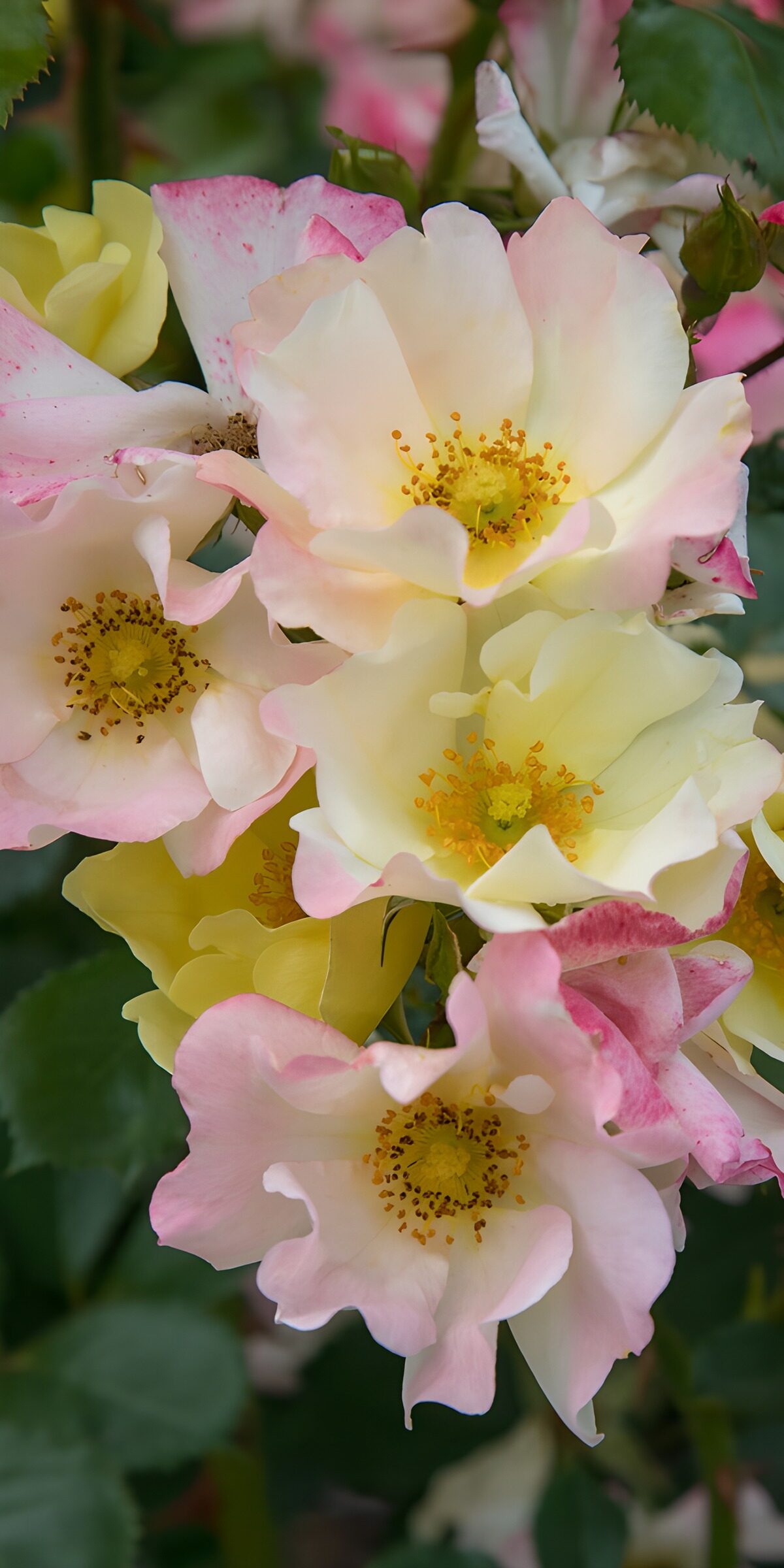 CW3946456: Prachtige Rozen in Pasteltinten