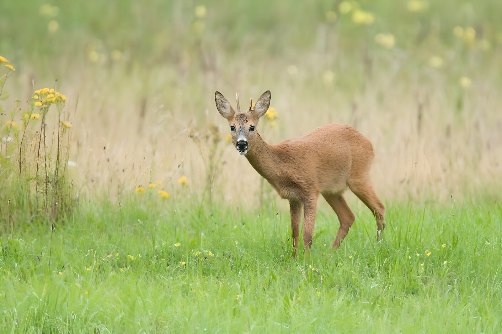 CW4297623: Jong ree in het groene gras