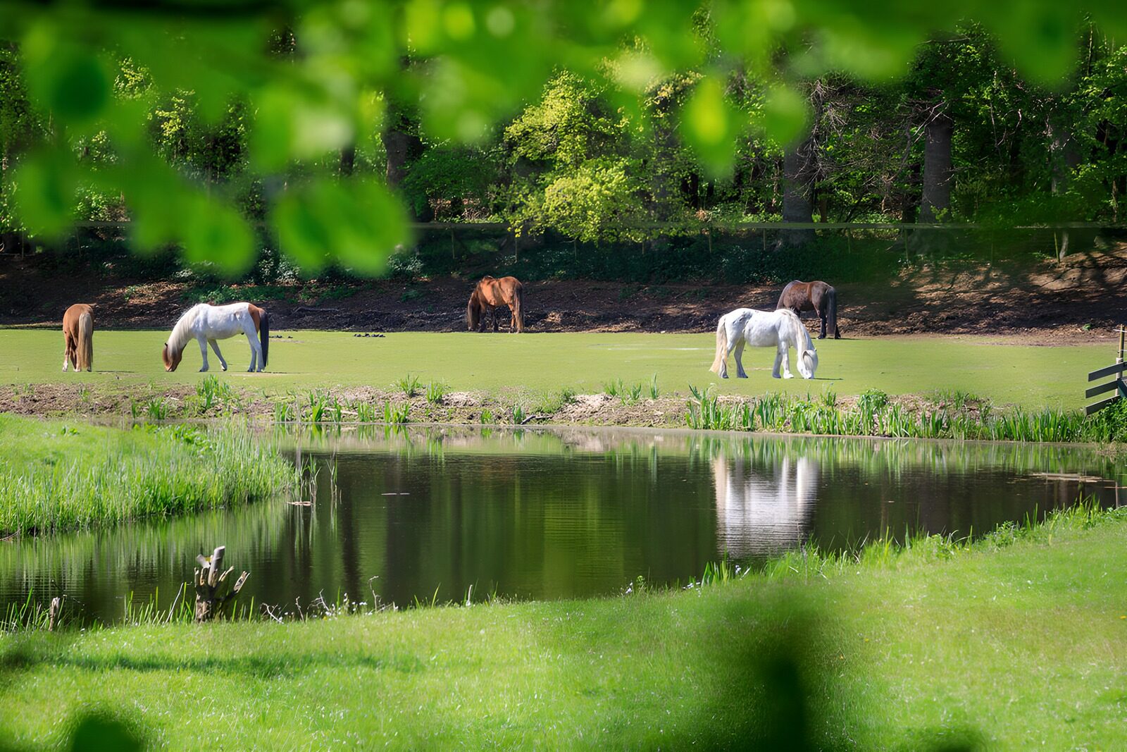CW3275758: Paarden in een groene weide