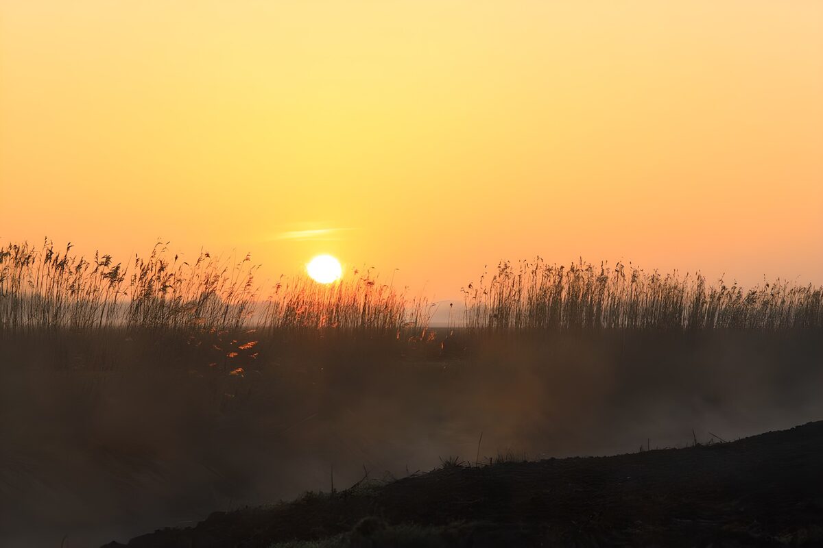 Zonsondergang boven het riet